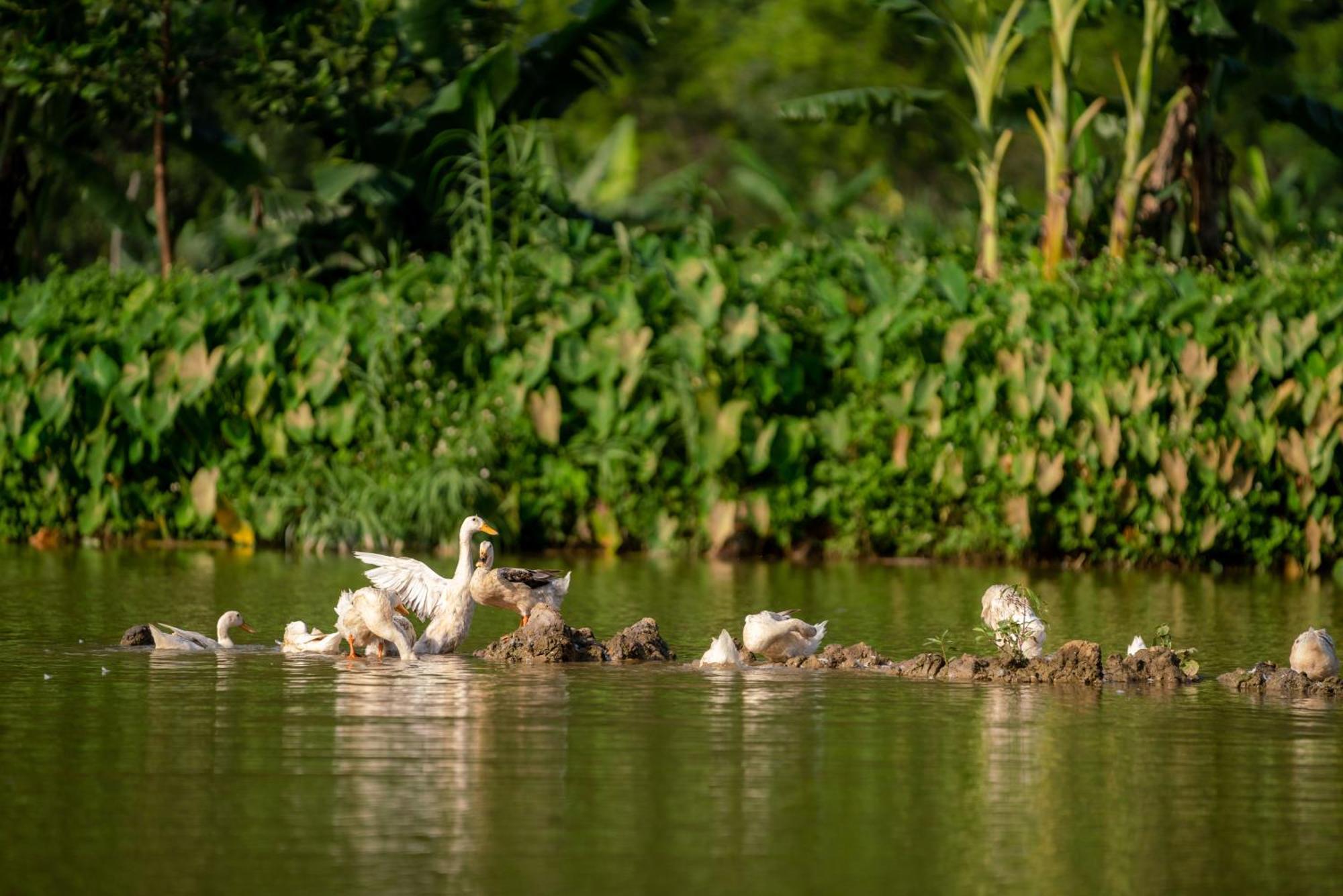 Tan Dinh Farmstay Ninh Binh Exterior foto